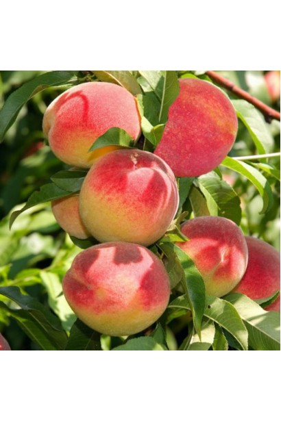 Персик Медовий- світло-жовті плоди з червоним рум’янцем